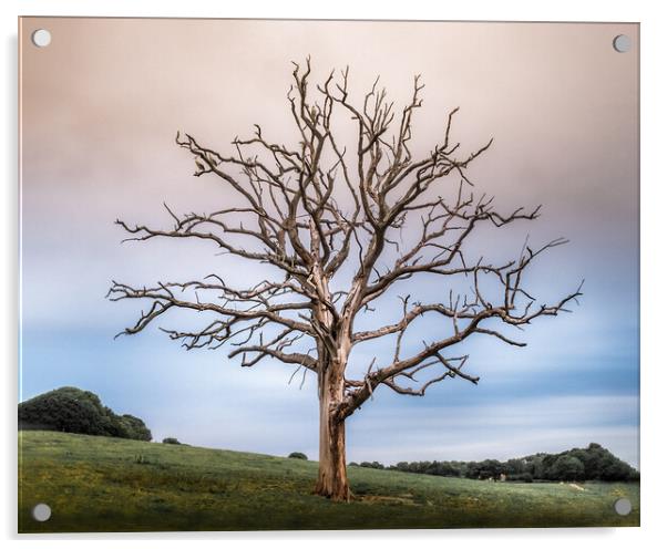 Stork Tree Acrylic by Mark Jones