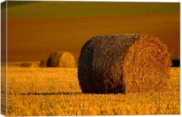 A Roll in the Hay Canvas Print by Serena Bowles