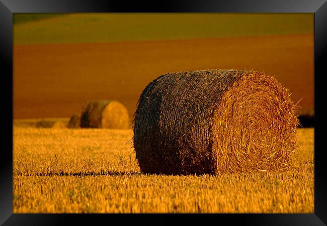 A Roll in the Hay Framed Print by Serena Bowles