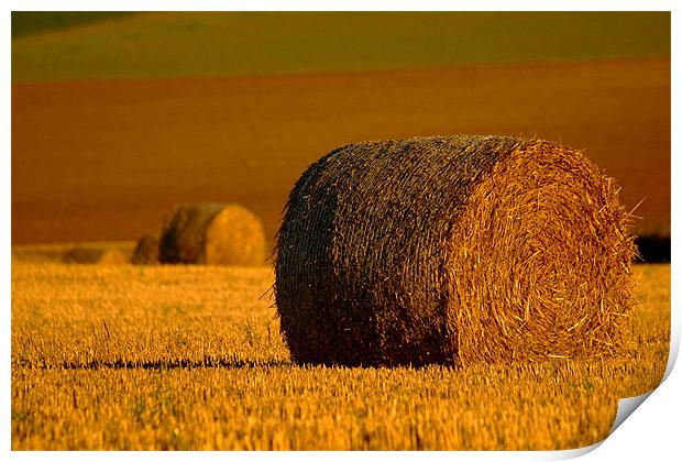A Roll in the Hay Print by Serena Bowles
