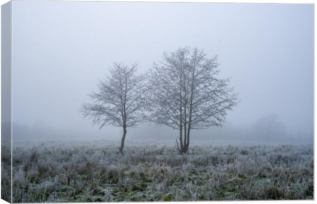 A frosty winters day with two trees, silhouetted against a misty Canvas Print by David Wall