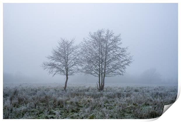 A frosty winters day with two trees, silhouetted against a misty Print by David Wall