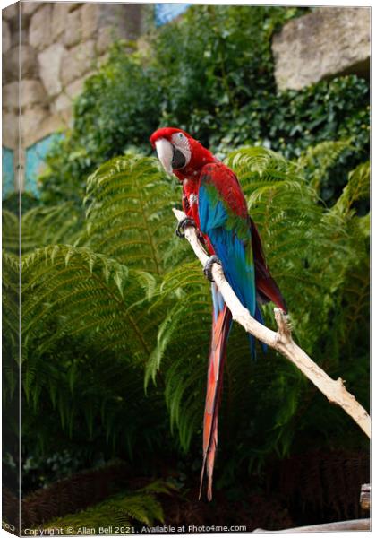 Scarlet Macaw Canvas Print by Allan Bell