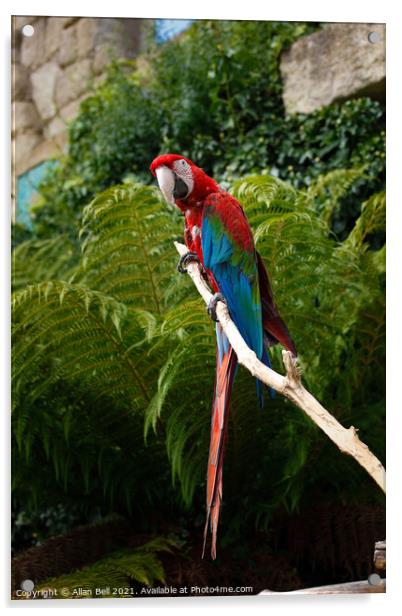 Scarlet Macaw Acrylic by Allan Bell