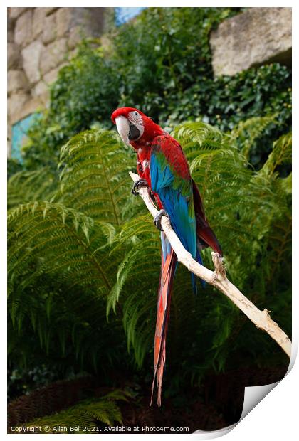 Scarlet Macaw Print by Allan Bell