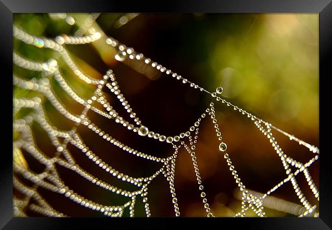 Droplets on a Web Framed Print by Serena Bowles