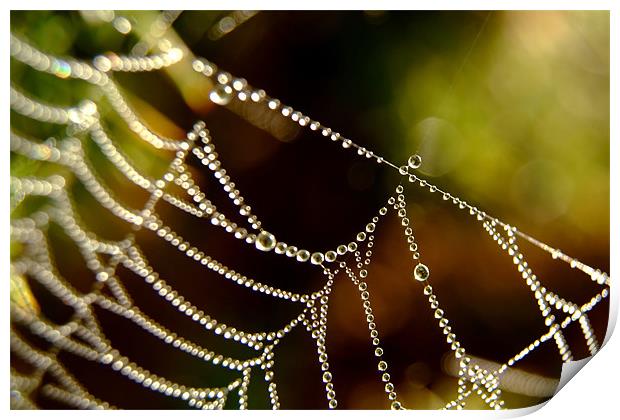 Droplets on a Web Print by Serena Bowles