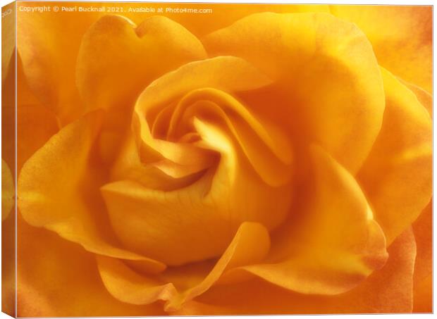 Yellow Rose Swirls Canvas Print by Pearl Bucknall