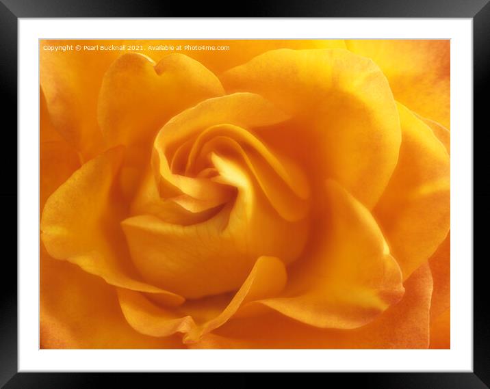 Yellow Rose Swirls Framed Mounted Print by Pearl Bucknall