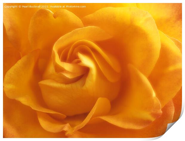 Yellow Rose Swirls Print by Pearl Bucknall