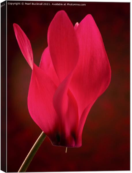 Red Cyclamen Flower on Red Canvas Print by Pearl Bucknall