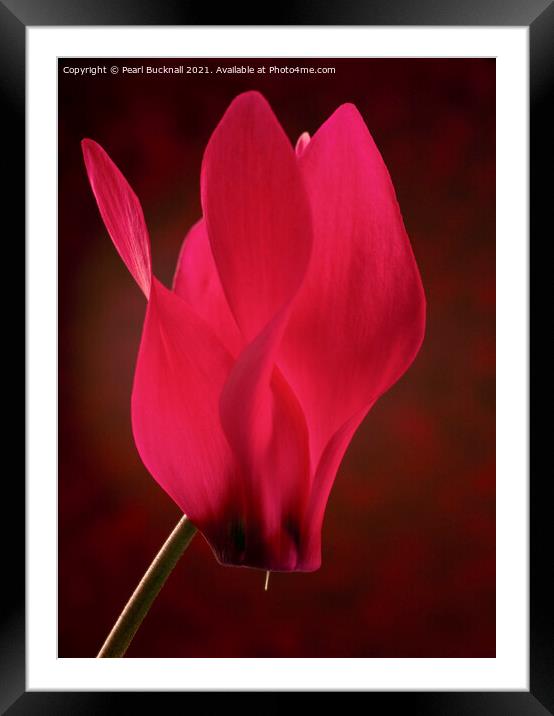Red Cyclamen Flower on Red Framed Mounted Print by Pearl Bucknall