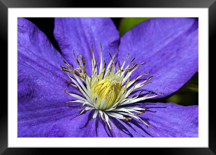 Clematis Framed Mounted Print by Matthew Bates