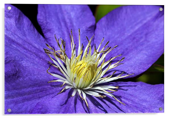 Clematis Acrylic by Matthew Bates