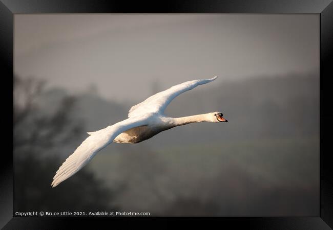 Swan in Flight Framed Print by Bruce Little