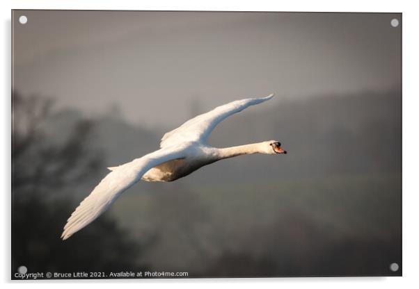 Swan in Flight Acrylic by Bruce Little