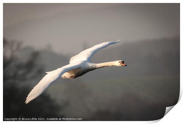 Swan in Flight Print by Bruce Little