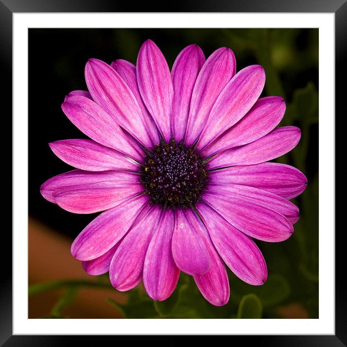 African Daisy Framed Mounted Print by Matthew Bates