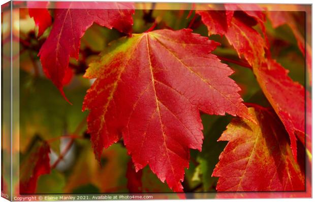  Red Maple Leaves  ...misc Canvas Print by Elaine Manley