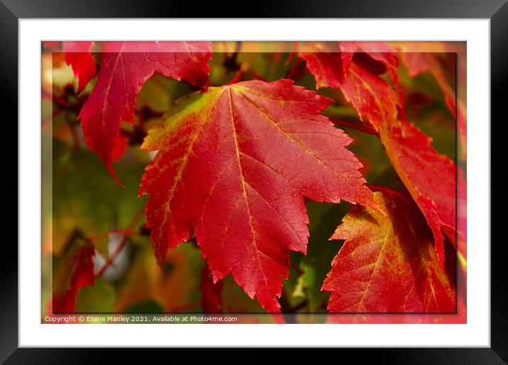  Red Maple Leaves  ...misc Framed Mounted Print by Elaine Manley