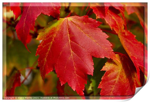  Red Maple Leaves  ...misc Print by Elaine Manley