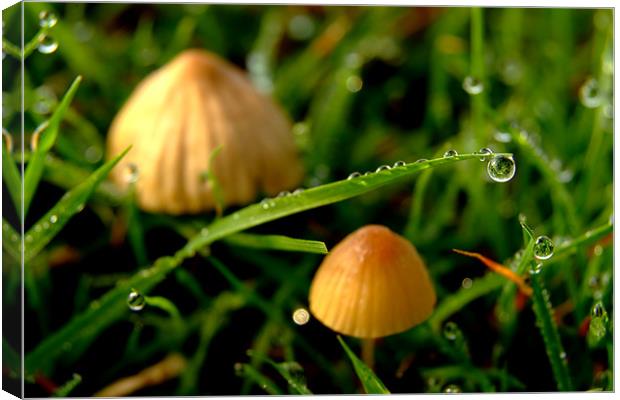 Dew Drop on Grass with Two Toadstools Canvas Print by Serena Bowles