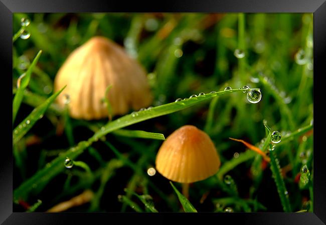 Dew Drop on Grass with Two Toadstools Framed Print by Serena Bowles