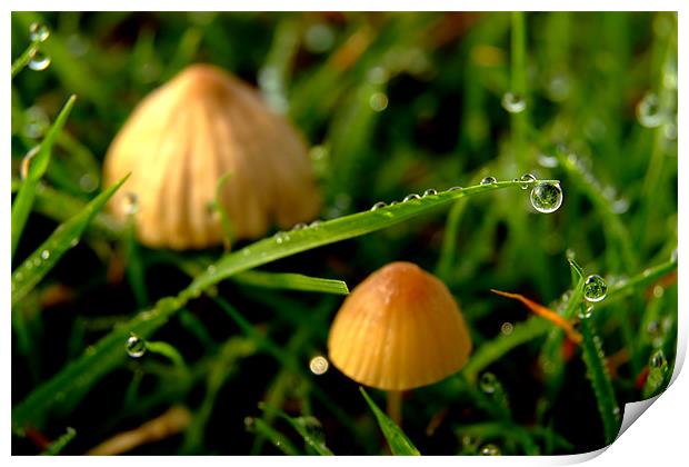 Dew Drop on Grass with Two Toadstools Print by Serena Bowles