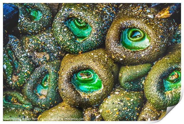 Colorful Green Anemones Low Tide Pools Canon Beach Oregon Print by William Perry