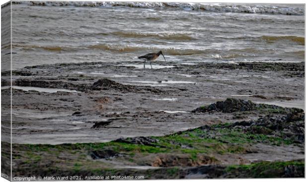 Curlew at Low Tide Canvas Print by Mark Ward