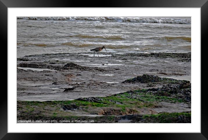 Curlew at Low Tide Framed Mounted Print by Mark Ward