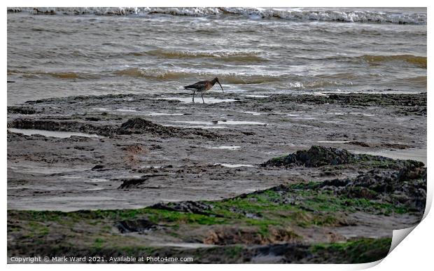 Curlew at Low Tide Print by Mark Ward