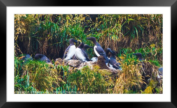 Murres Nests Seabirds Haystack Rock Canon Beach Oregon Framed Mounted Print by William Perry