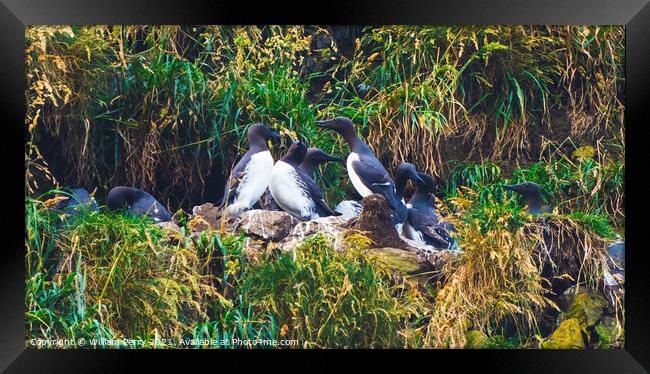 Murres Nests Seabirds Haystack Rock Canon Beach Oregon Framed Print by William Perry