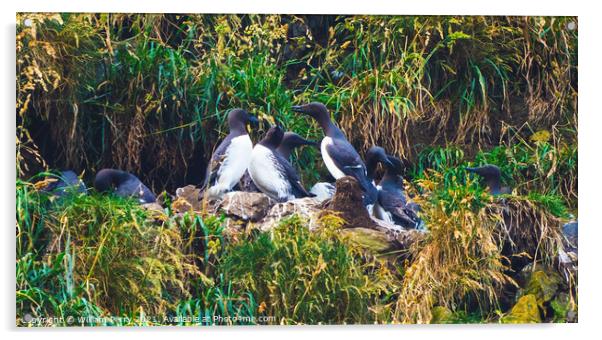 Murres Nests Seabirds Haystack Rock Canon Beach Oregon Acrylic by William Perry