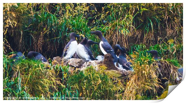 Murres Nests Seabirds Haystack Rock Canon Beach Oregon Print by William Perry