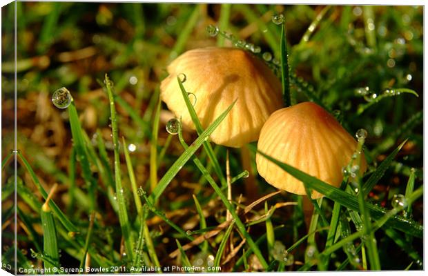 Two Toadstools in the Dew Canvas Print by Serena Bowles