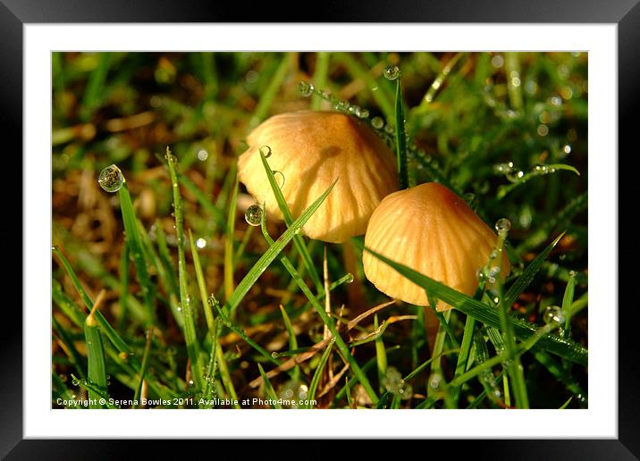 Two Toadstools in the Dew Framed Mounted Print by Serena Bowles