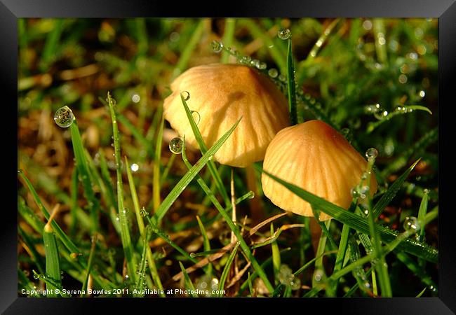 Two Toadstools in the Dew Framed Print by Serena Bowles