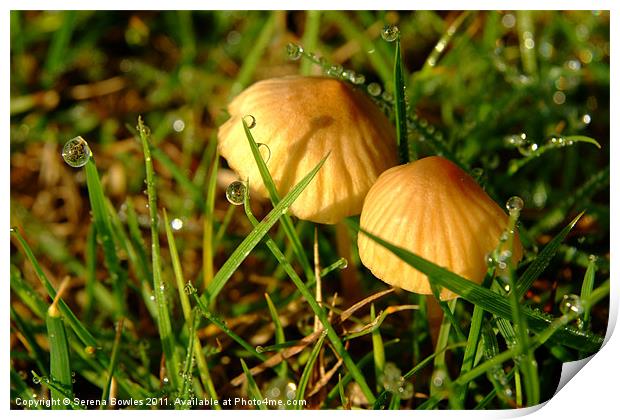 Two Toadstools in the Dew Print by Serena Bowles