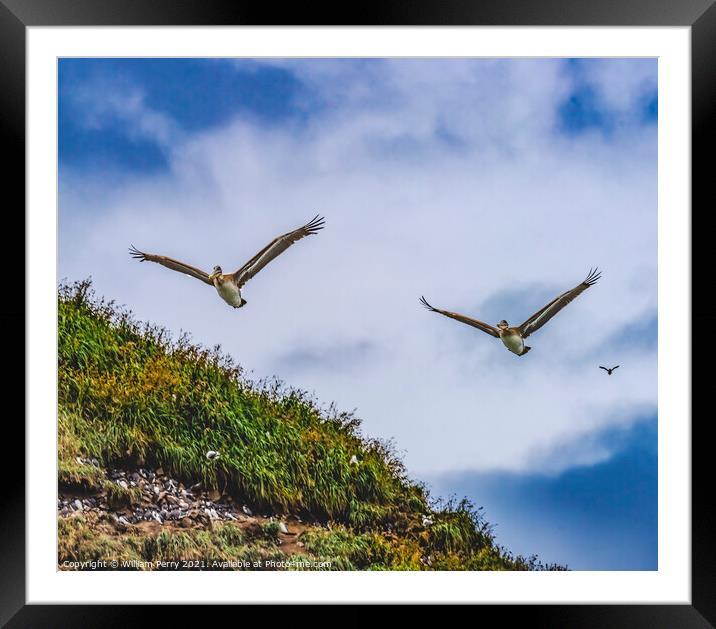 Brown Pelicans Flying Murre Nests Seabirds Haystack Rock Canon B Framed Mounted Print by William Perry