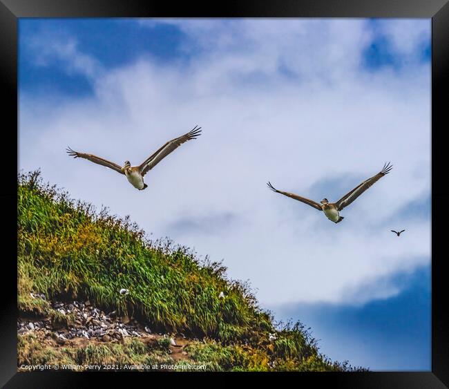 Brown Pelicans Flying Murre Nests Seabirds Haystack Rock Canon B Framed Print by William Perry