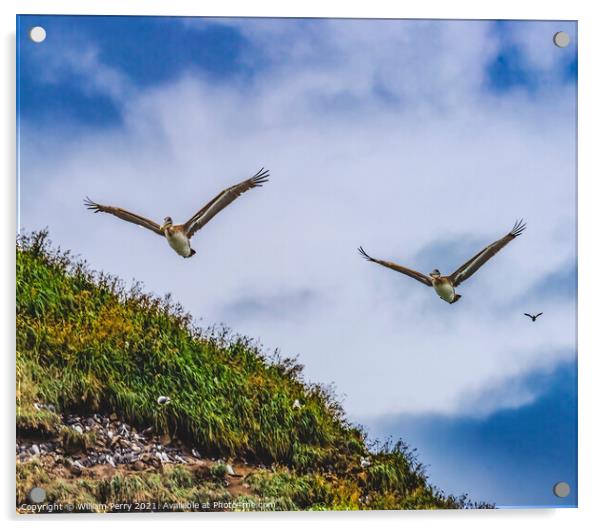 Brown Pelicans Flying Murre Nests Seabirds Haystack Rock Canon B Acrylic by William Perry