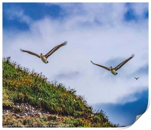 Brown Pelicans Flying Murre Nests Seabirds Haystack Rock Canon B Print by William Perry