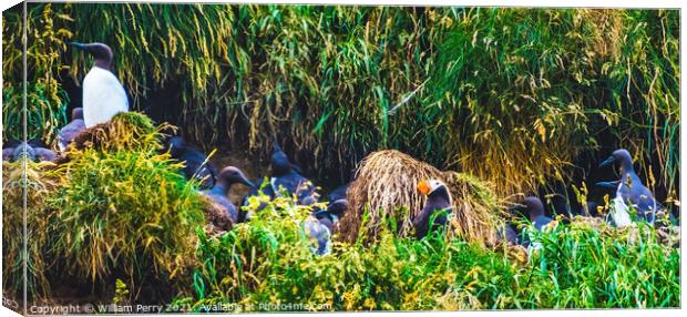Murres Nest Tufted Puffin Seabirds Haystack Rock Canon Beach Ore Canvas Print by William Perry