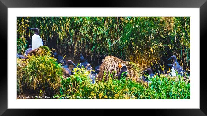 Murres Nest Tufted Puffin Seabirds Haystack Rock Canon Beach Ore Framed Mounted Print by William Perry
