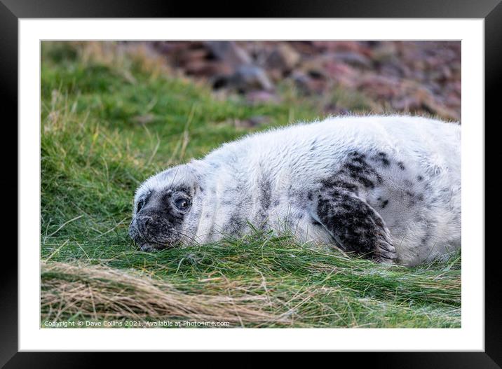 Young Seal resting on a grass beach at St Abbs Head, Scotland Framed Mounted Print by Dave Collins