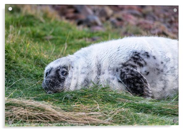 Young Seal resting on a grass beach at St Abbs Head, Scotland Acrylic by Dave Collins