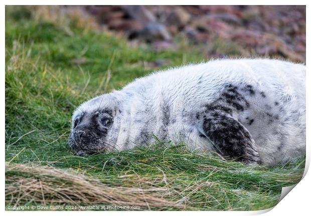 Young Seal resting on a grass beach at St Abbs Head, Scotland Print by Dave Collins