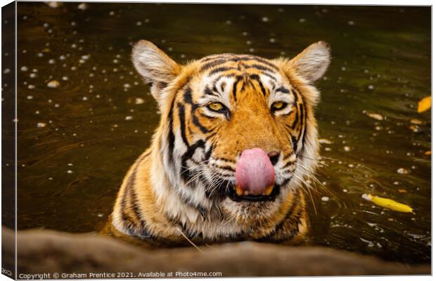 Tiger Drinking Canvas Print by Graham Prentice